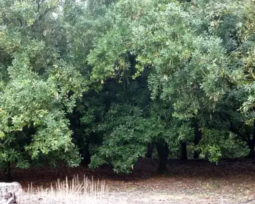 P1150574 Macadamia trees.