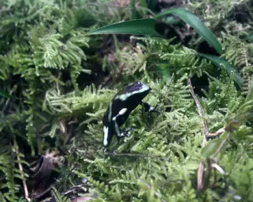 IMG_4410 Green and black dart frog, central and south America, introduced in Hawaii in 1932 to help control mosquitoes.