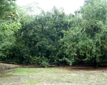 P1150576 Macadamia trees.