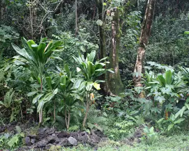 IMG_4419 Polynesian-introduced plants.