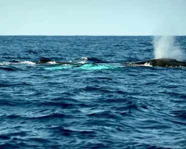 P1150033 Humpback whale.