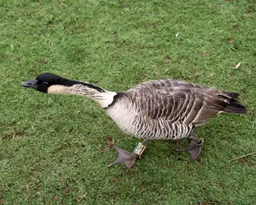 048 Nene, a goose species endemic to Hawaii. There were only 30 individuals left in 1952. Today there are 2500 individuals including those in captivity.