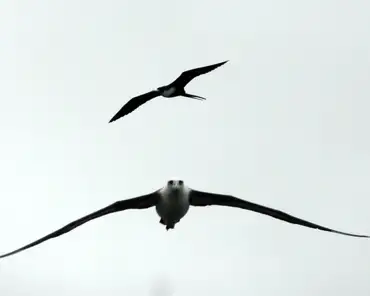 084 Laysan albatross (moli) and great frigatebird (iwa).