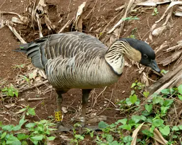 099 Nene, a goose species endemic to Hawaii. There were only 30 individuals left in 1952. Today there are 2500 individuals including those in captivity.