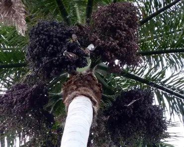 P1120743 Caribbean royal palm.