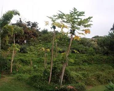IMG_4066 Front: papaya trees.