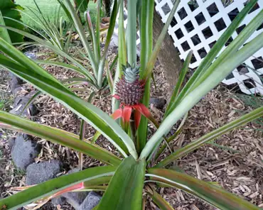 P1140414 Pineapple.