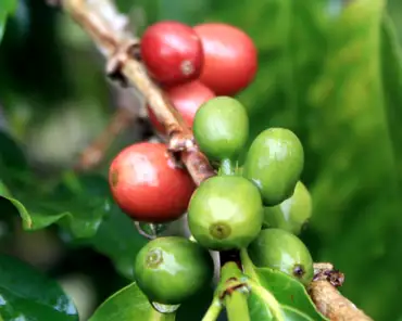 IMG_4384 Coffee plantation.
