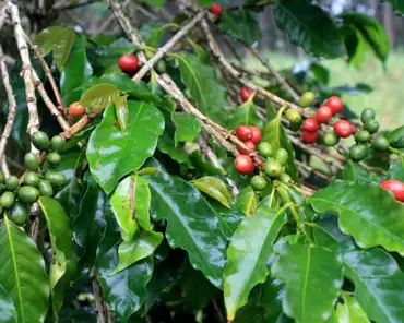 IMG_4385 Coffee plantation.