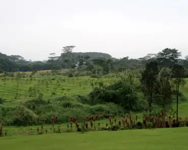 IMG_4387 Coffee plantation.
