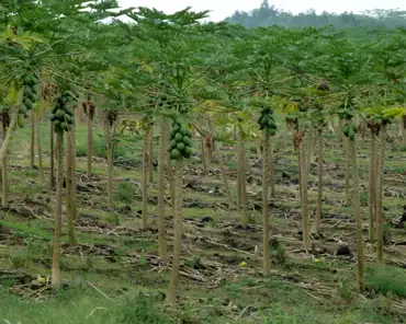 P1150589 Papaya plantation.
