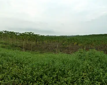 P1150592 Papaya plantation.