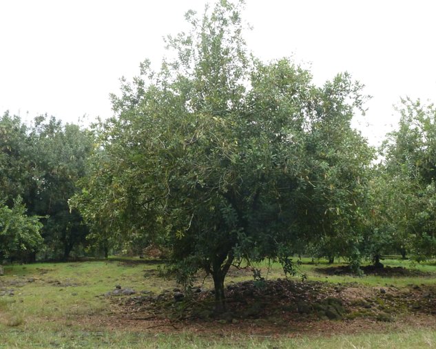 Macadamia Nuts Plantation