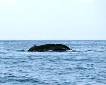 P1140908 Humpback whale.