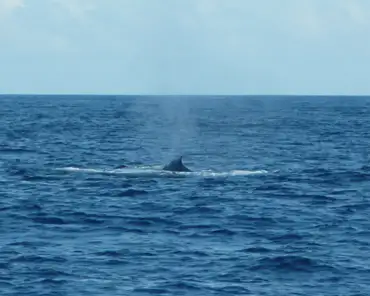 P1140922 Humpback whale.