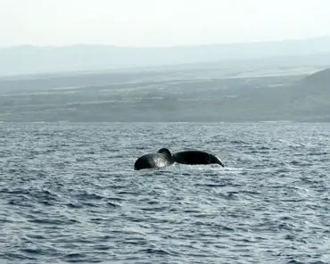 P1140938 Humpback whale.