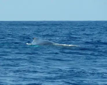 P1140954 Humpback whale.
