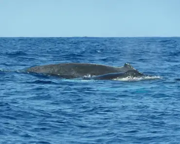 P1140977 Humpback whale.