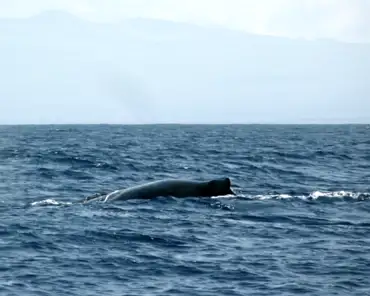P1140989 Humpback whale.