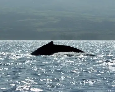 P1150001 Humpback whale.