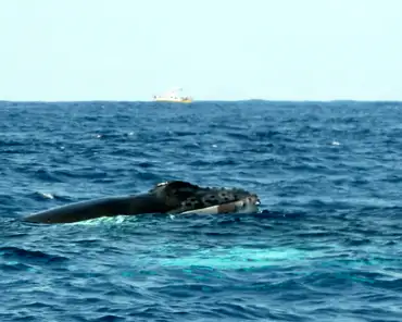 P1150029 Humpback whale.