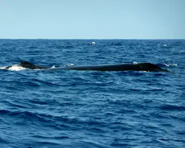 P1150034 Humpback whale.