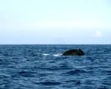 P1150036 Humpback whale.