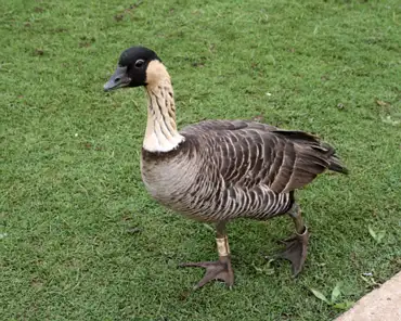 053 Nene, a goose species endemic to Hawaii. There were only 30 individuals left in 1952. Today there are 2500 individuals including those in captivity.